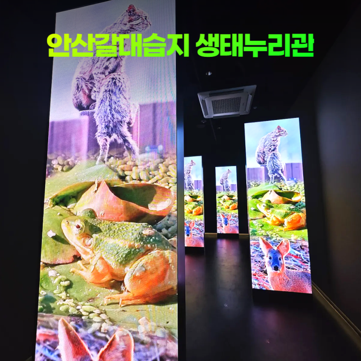 안산갈대습지 생태누리관 미디어아트 실내 놀이터 아이와 가볼만한 곳 안산갈대습지 생태누리관 미디어아트 실내 놀이터 아이와 가볼만한 곳