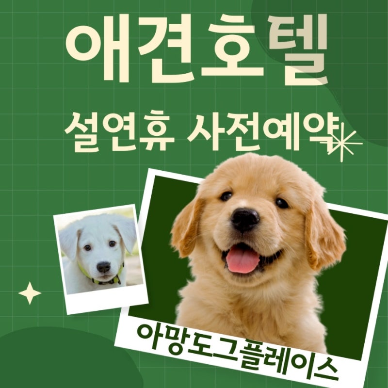 아망도그플레이스