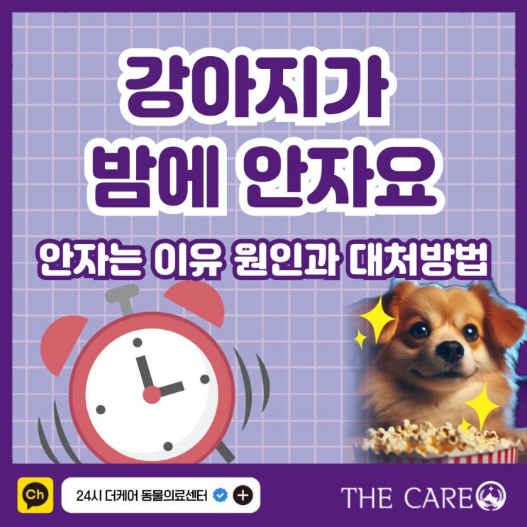  강아지가 밤에 안자요 안자는 이유 원인과 대처방법