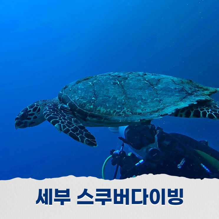  세부 스쿠버다이빙 막탄시내에서의 정어리떼 포인트 경험