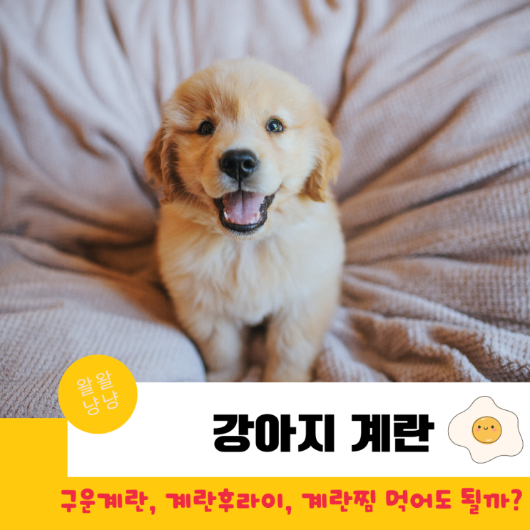  강아지 맥반석구운계란, 계란후라이, 계란찜, 날계란 먹어도 될까? 하루급여량과 주의사항