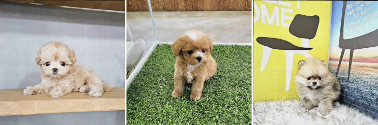  아이러브독 인천점, 다양한 견종으로 반려견과의 소중한 인연을