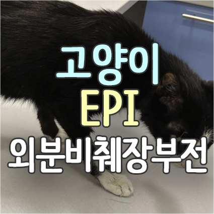  고양이 외분비췌장부전 EPI(고양이설사유산균 다균주·고용량 추천_홈메이드생식파우더 종류)