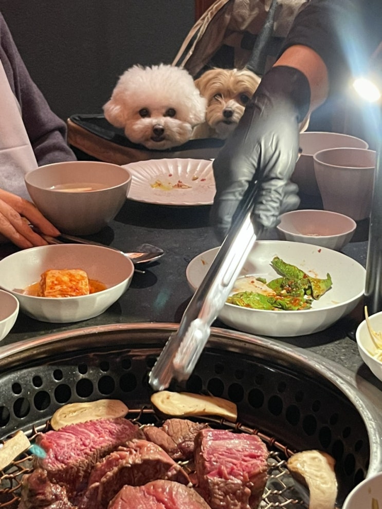  청담 뜨락 별관 가족 모임 룸식당 한우 코스요리 후기