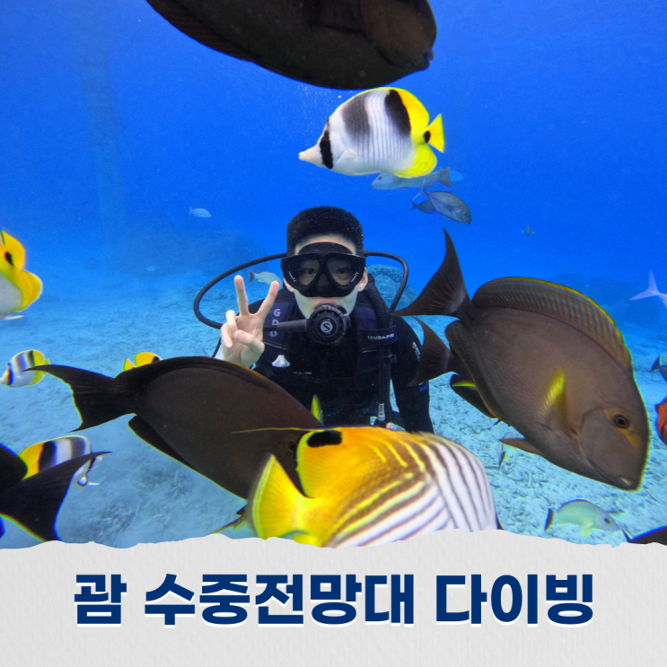  괌 스쿠버다이빙 피쉬아이 수중전망대에서 즐기는 체험다이빙