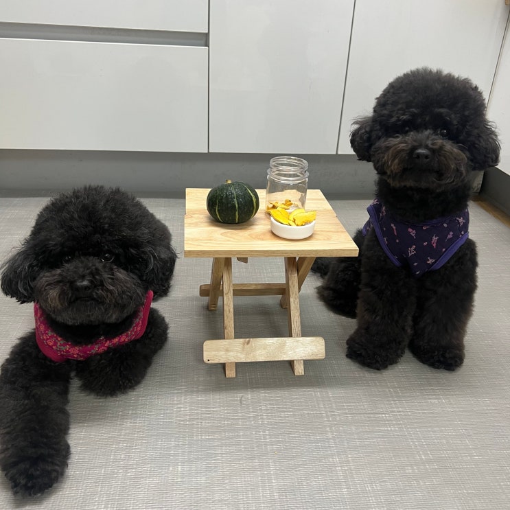  강아지 단호박 먹어도 되나요 효능 주의할점