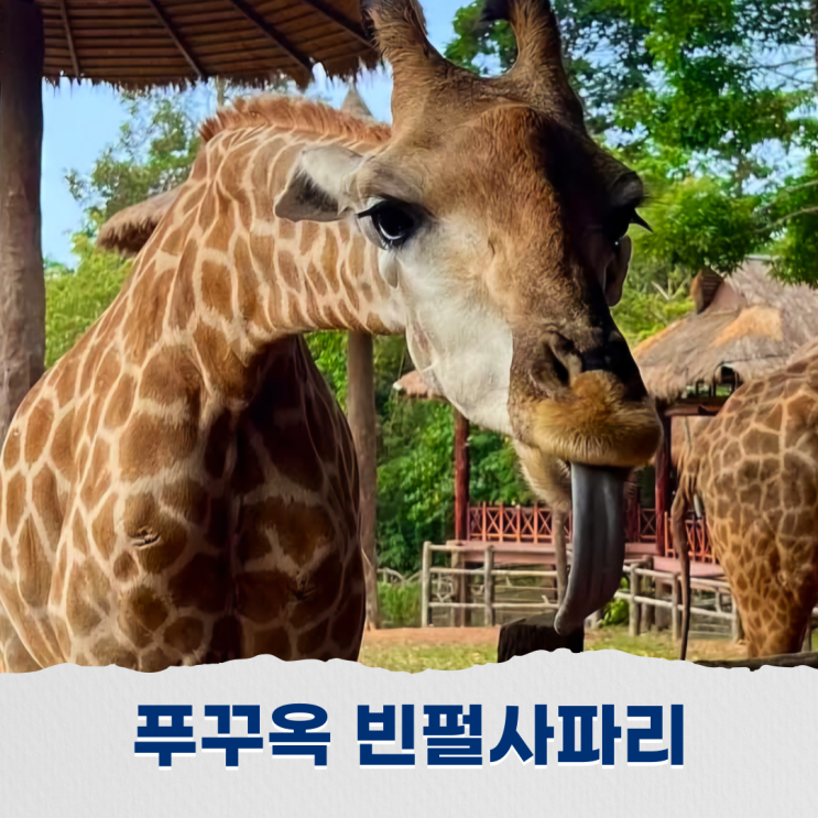  푸꾸옥 사파리 빈원더스와 함께 즐긴 완벽한 하루