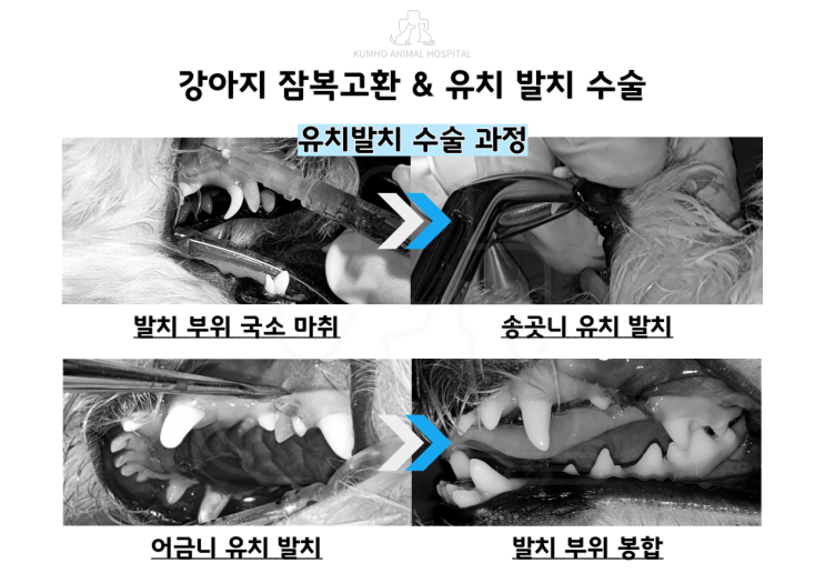  광주 강아지 중성화,1살 강아지의 복강 잠복고환, 피하 잠복고환 수술 및 유치발치 수술 Case[ 강아지 유치발치, 강아지 잠복고환, 강아지 중성화수술, 광주 치과 동물병원]