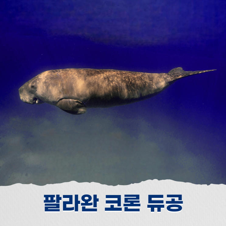  필리핀 코론 듀공 스쿠버다이빙 투어 일정, 팔라완의 숨은 보석