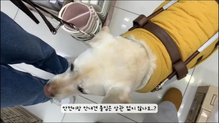 시각장애인은 다이소 못 가나요?…“안내견 안 돼요” 거부한 직원 논란 시각장애인은 다이소 못 가나요?…“안내견 안 돼요” 거부한 직원 논란