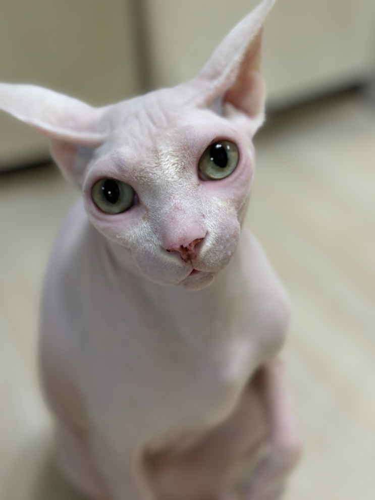  고양이 독감? 고양이 칼리시 바이러스란? 치료법