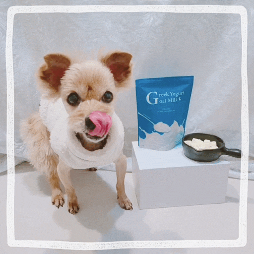  강아지 요거트 먹이는 법, 산양유 그릭요거트 강아지동결건조간식 마리코벤