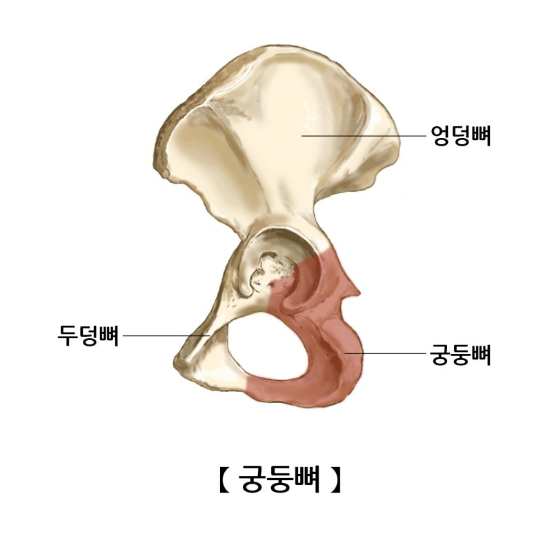 좌골 위치 구조 좌골결절 통증 궁둥뼈 : 네이버 블로그