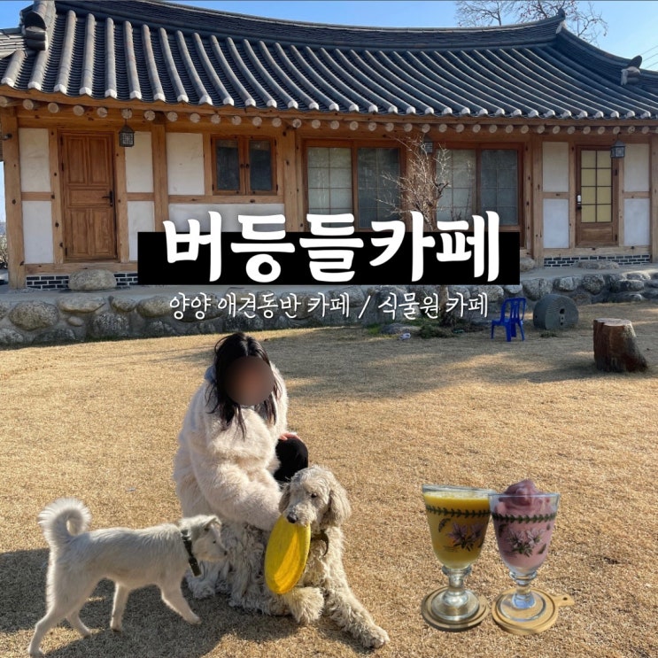  [양양여행] 애견동반 가능한 식물원 카페 버등들카페