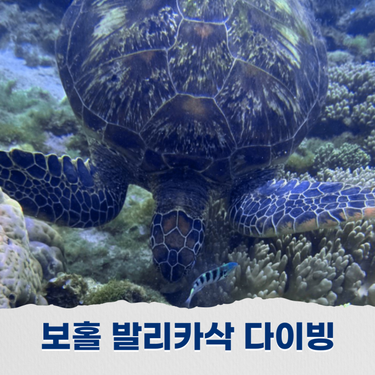  보홀 발리카삭 프리다이빙 호핑투어 프라이빗 보트 대여로 여유로운 일정