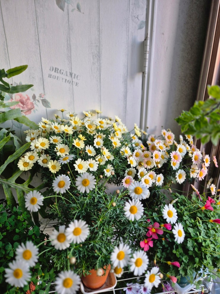  퇴근 후 보는 목마가렛 아라미스아프리콧, 아게릭레몬, 하얀꽃