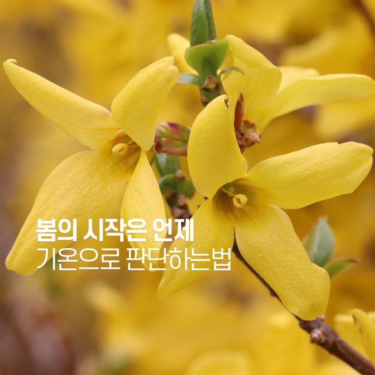  봄의 시작은 언제 기온으로 봄을 판단하는 방법
