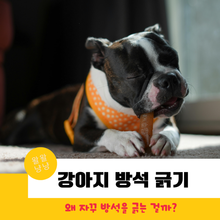  강아지 간식 주면 왜 발로 방석 긁나요? 땅을 파는 이유