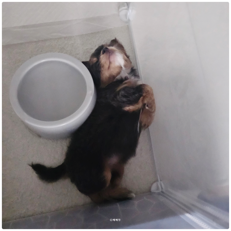  사랑스러운 장모 치와와 분양받았어요! 시흥 배곧 강아지 분양 만족도 최고!