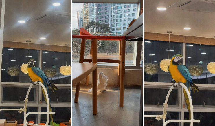  미사 맛집, 겨울 데이트를 위한 특별한 패럿 플레이스