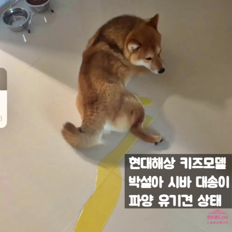  현대해상 키즈모델 박설아 시바견 대송이 파양 인스타, 현재 유기견