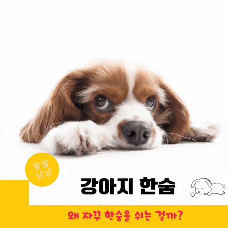  강아지가 자주 한숨 쉬는 이유 5가지
