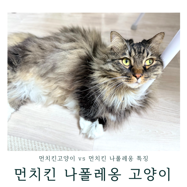 먼치킨고양이 vs 먼치킨 나폴레옹 품종 특징 성격 귀여운 개냥이 키우기