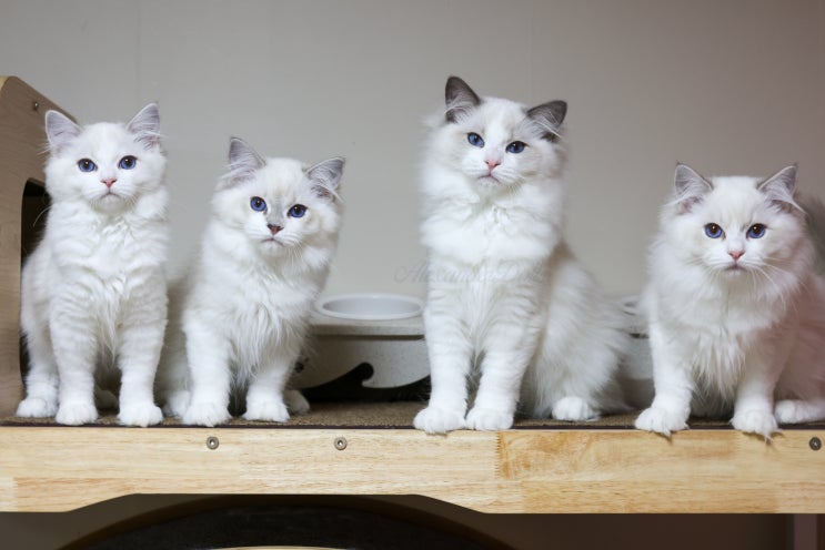  랙돌캐터리 분양 자묘 A6-litter, 4개월 렉돌고양이 성격 특징