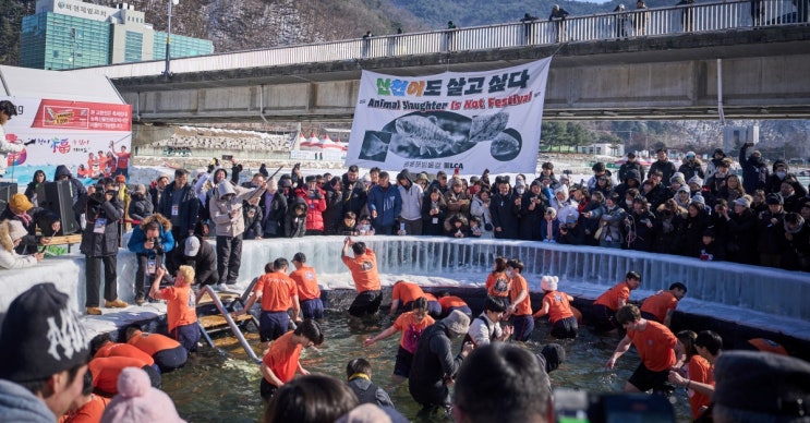 다시 찾아온 한겨울 ‘산천어 축제’… 왜 <b>동물학대 논란</b>... 