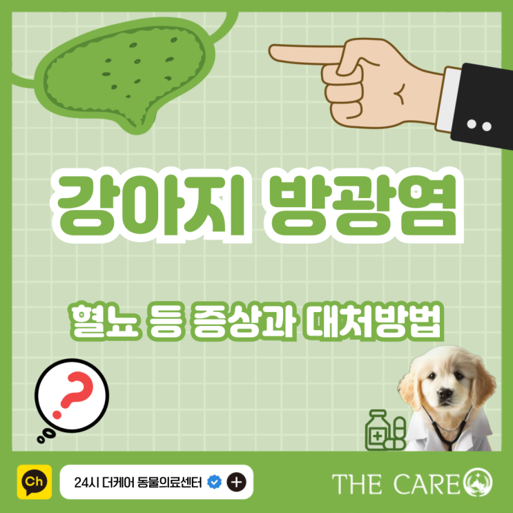  강아지 방광염 혈뇨 증상과 대처방법