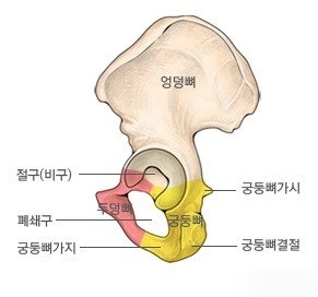 좌골 위치 구조 좌골결절 통증 궁둥뼈 : 네이버 블로그