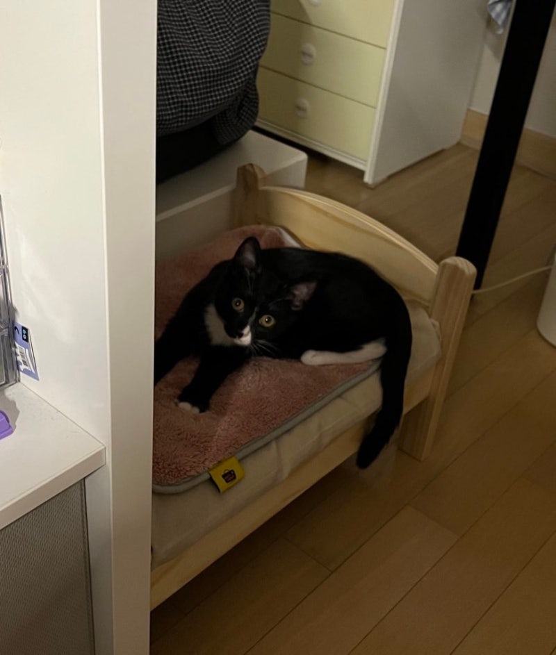 이케아 강아지 고양이 침대 둑티그 DUKTIG