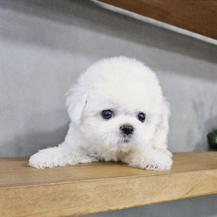  아이러브독 인천점, 아이와 즐거운 강아지 분양 체험