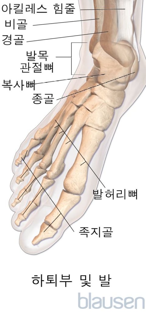 발과 발목 문제 개요