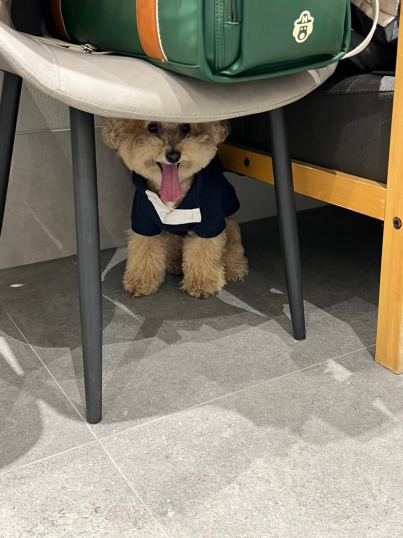 이전한 예은동물병원 방문 후기 (강아지 재활 후기)