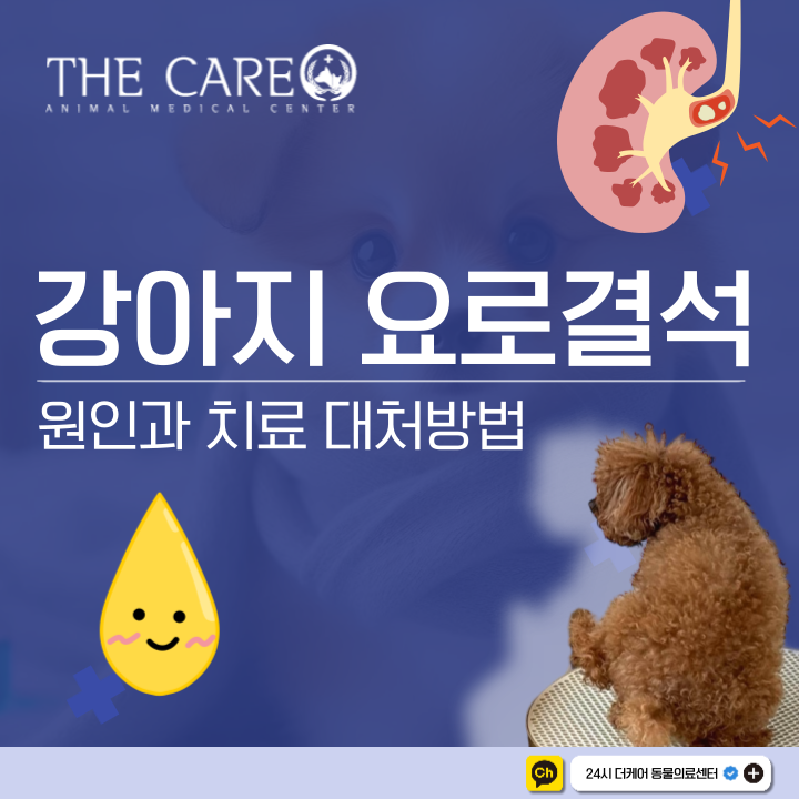  강아지 요로결석 원인과 치료 대처 방법
