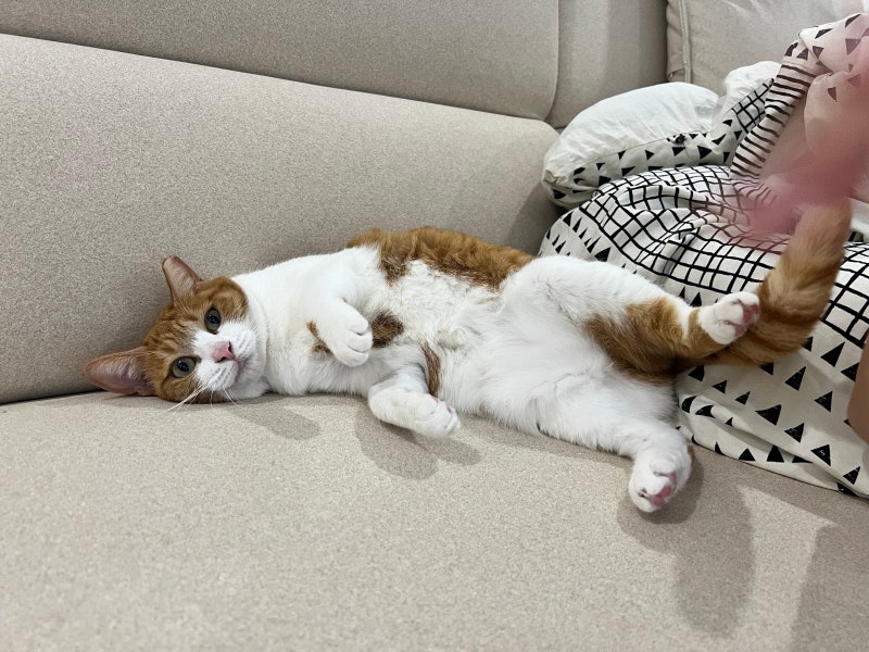 펠리토 고양이 반려묘 키우는 가정 소파 추천