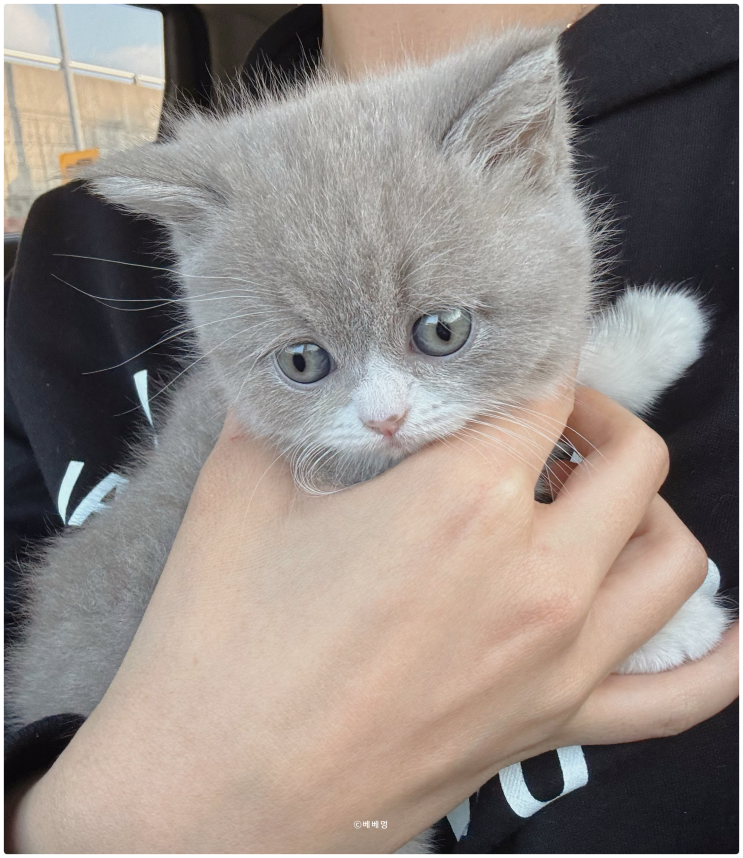  라일락 색상 브리티쉬 숏헤어 고양이 분양받았어요!(시흥 고양이 분양)
