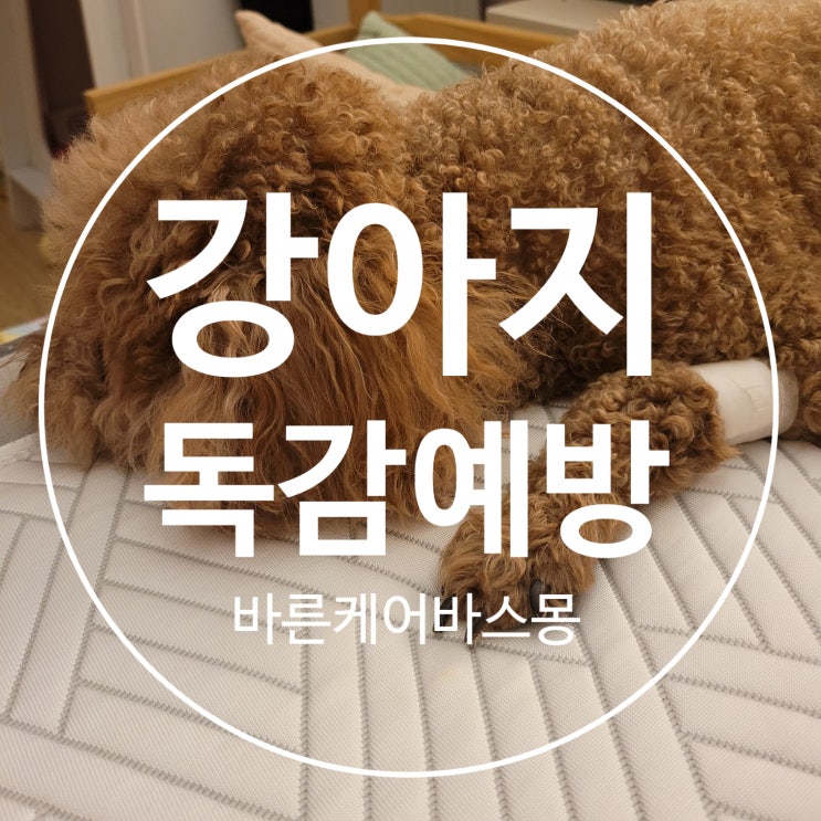  강아지 독감, 알고 예방하자!