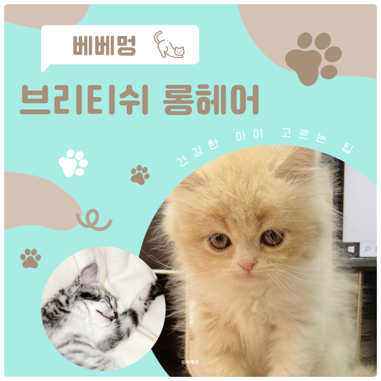  브리티쉬롱헤어 분양 고민 중이라면? 건강한 아이 고르는 팁