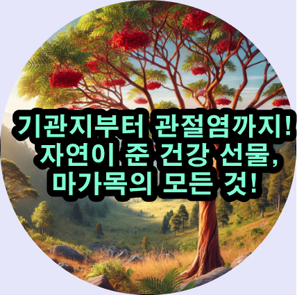  마가목으로 건강과 아름다움을 동시에!