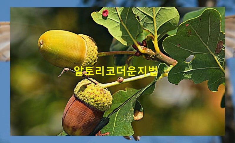 알토리코더운지법의 효과적인 활용법과 연습 방법