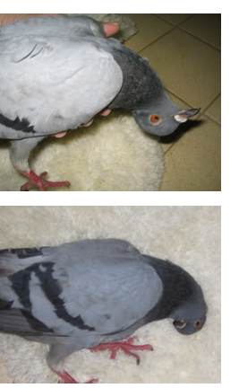  paramyxovirus in Pigeon