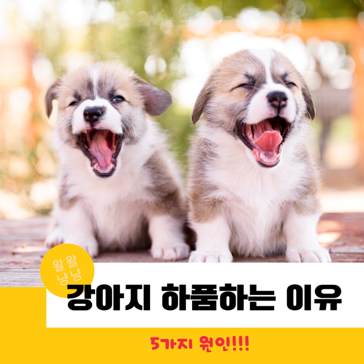  강아지가 하품을 하는 이유, 정말 졸린걸까?(5가지 이유)