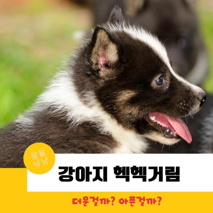  새끼강아지 헥헥거리는 이유