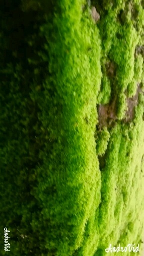 모래성 모래성