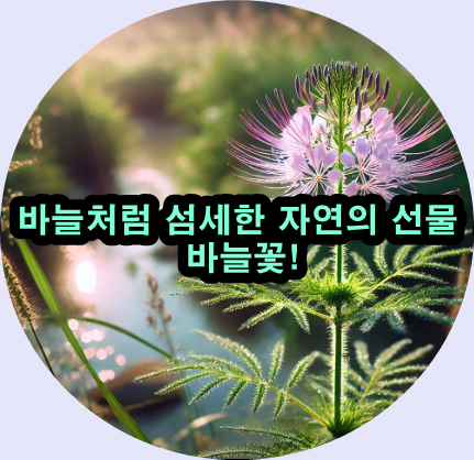  섬세한 바늘꽃 고혈압부터 여름철 열사병까지 책임진다!
