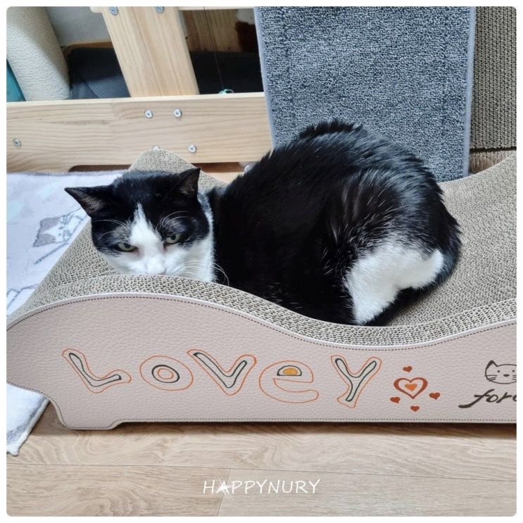 고양이 스크래쳐 맘에 들어 재구매한 용품