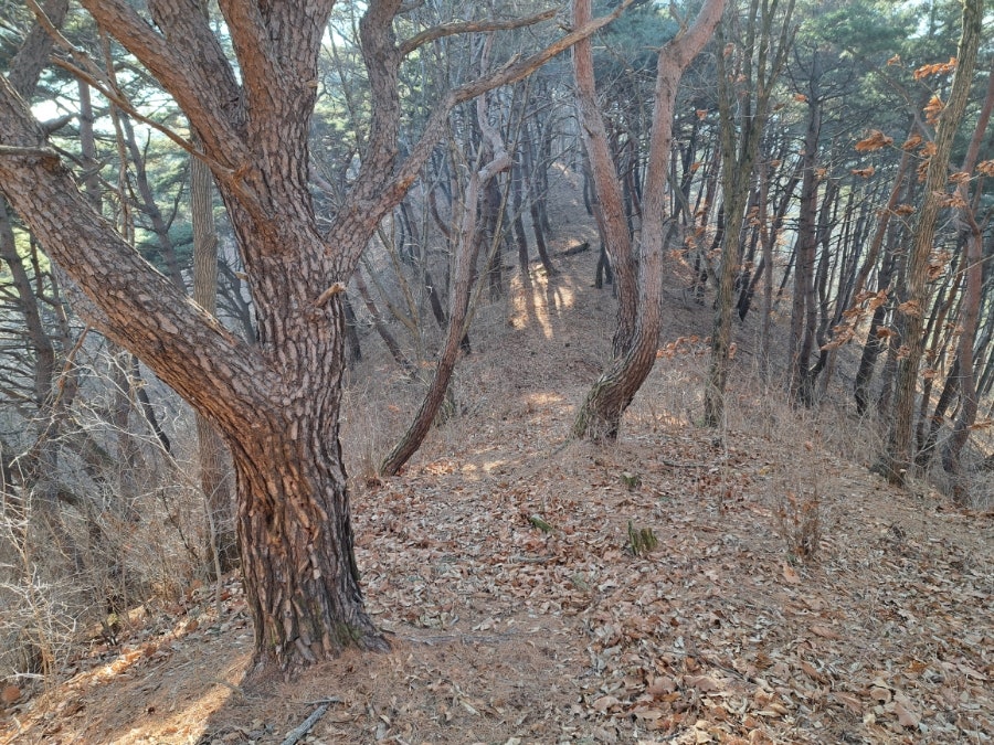 표대산 사진 4