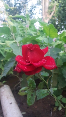 독 독